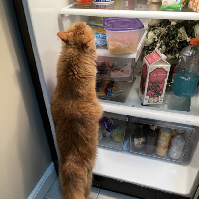 cat raiding fridge