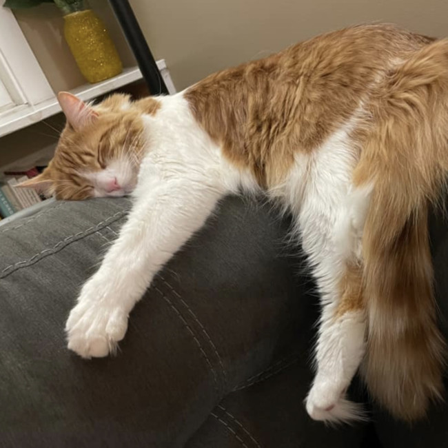 orange cat hugging couch