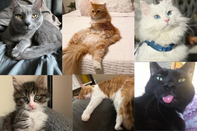 quirky cats hudson county