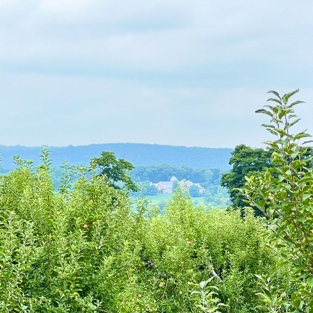 riamede farm chester