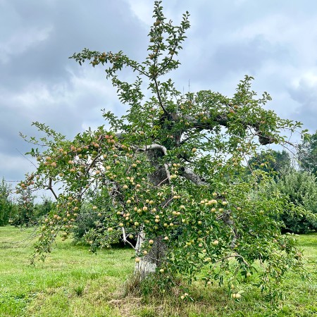 riamede farm chester