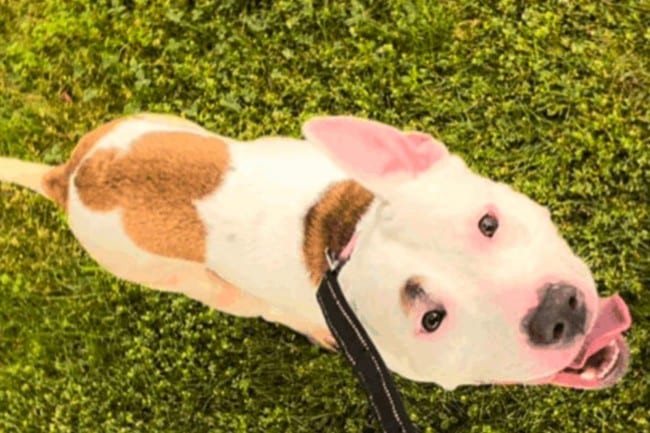 bull terrier dog adoption north jersey