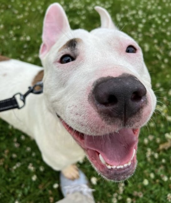 bull terrier rescue north jersey