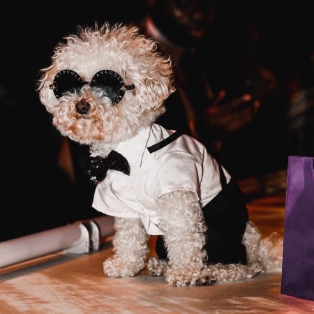 teddy bindra dog new york fashion week