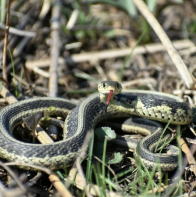 snake on a plane
