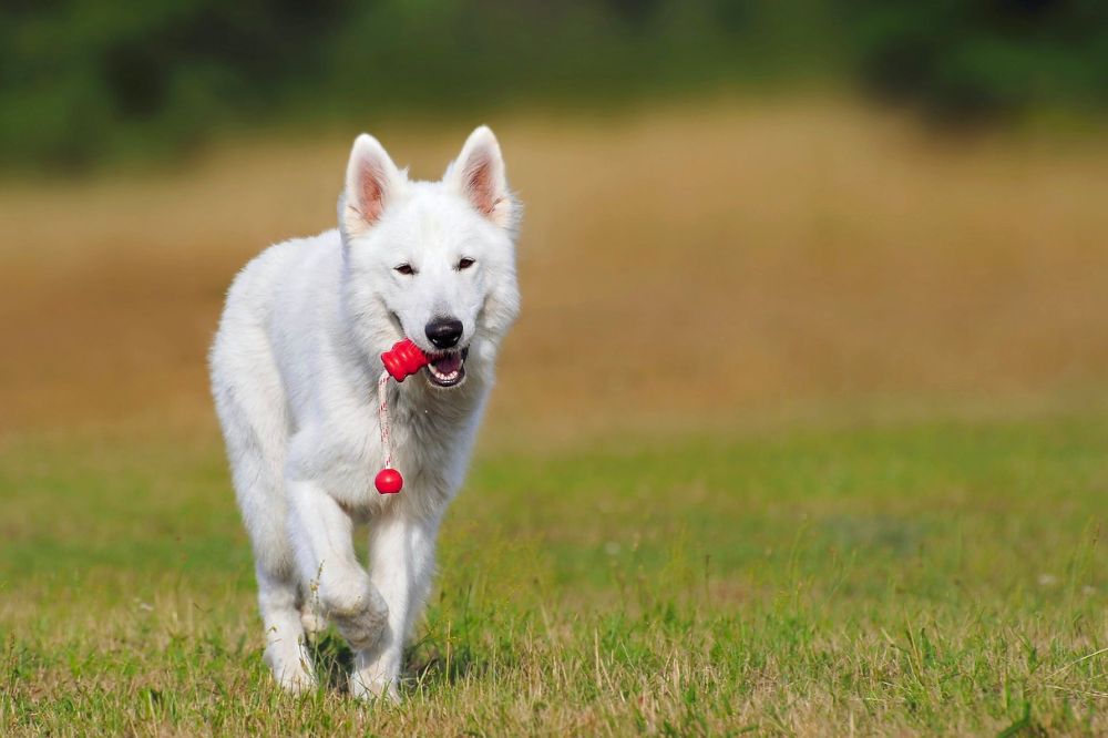 Dog Trainers to Use in the Hudson County Area