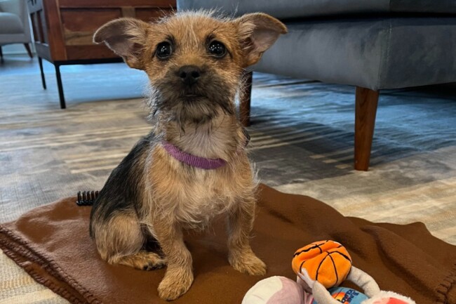 wirehaired terrier jack russell terrier dog adoption north jersey