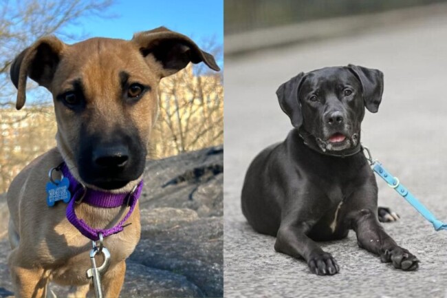 chihuahua mixed breed dog adoption north jersey nyc