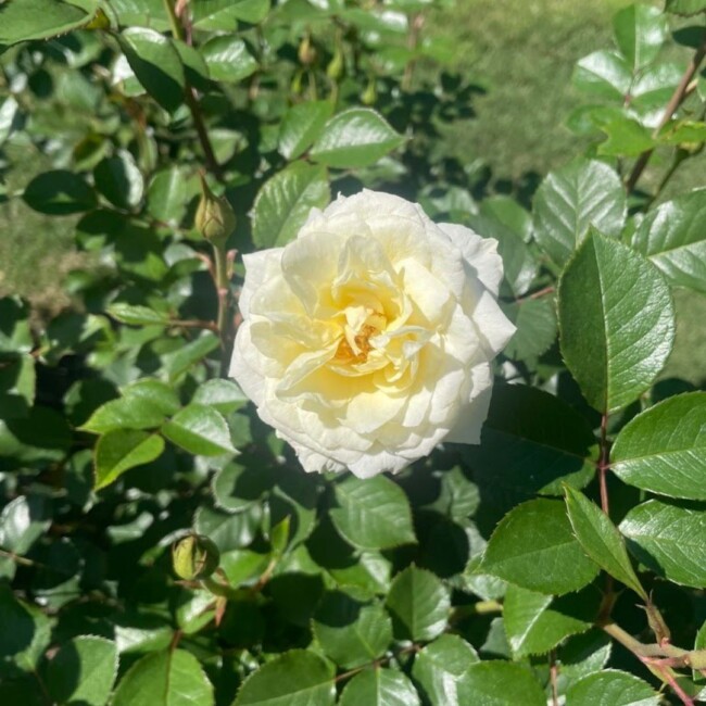 rose garden raleigh