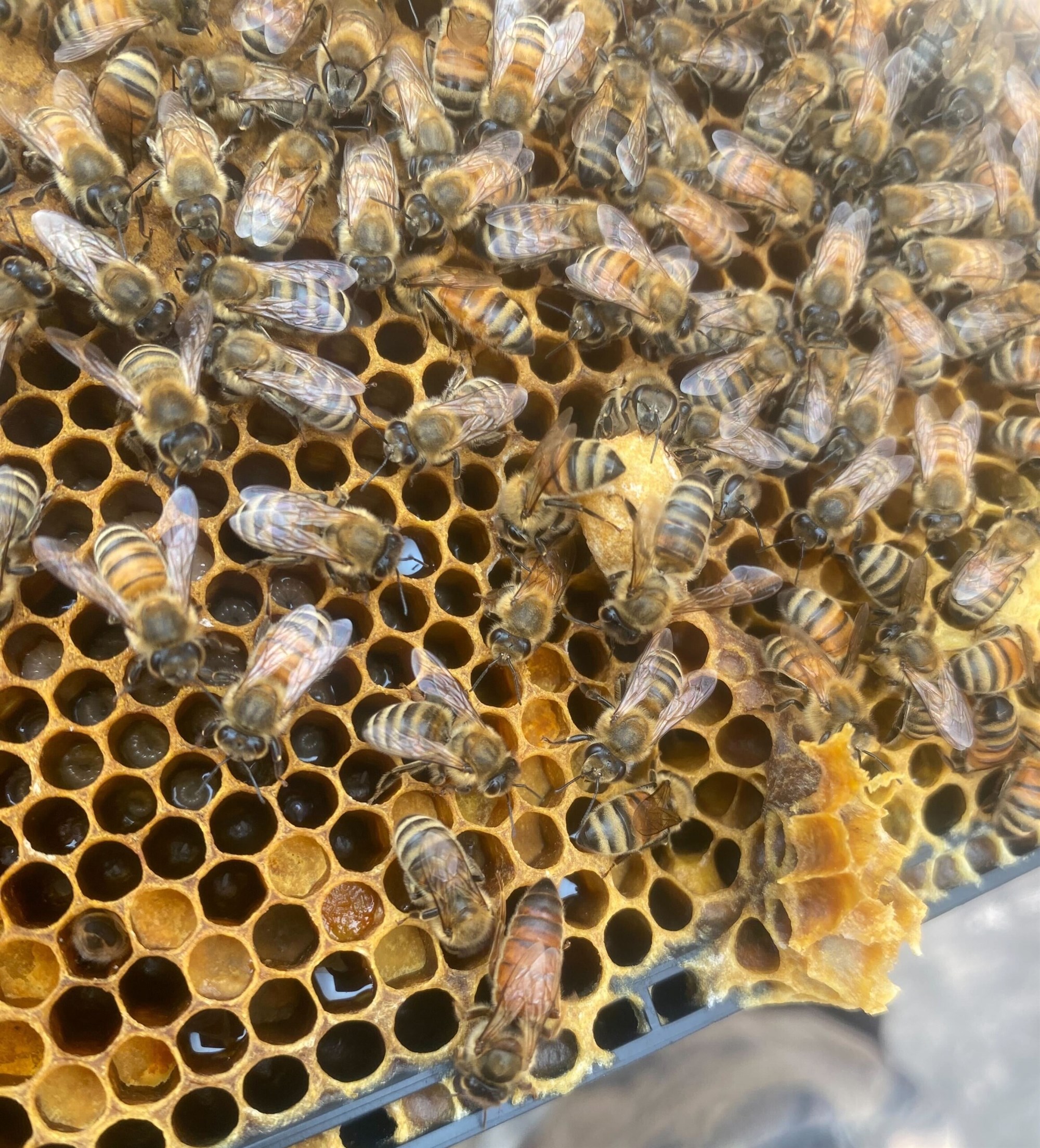 veris residential honeybees