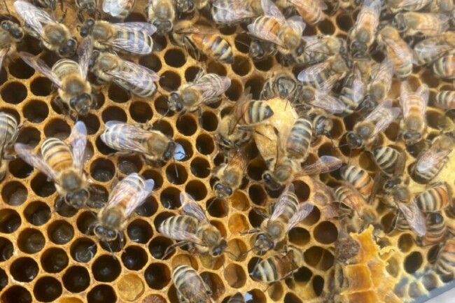 veris residential honeybess