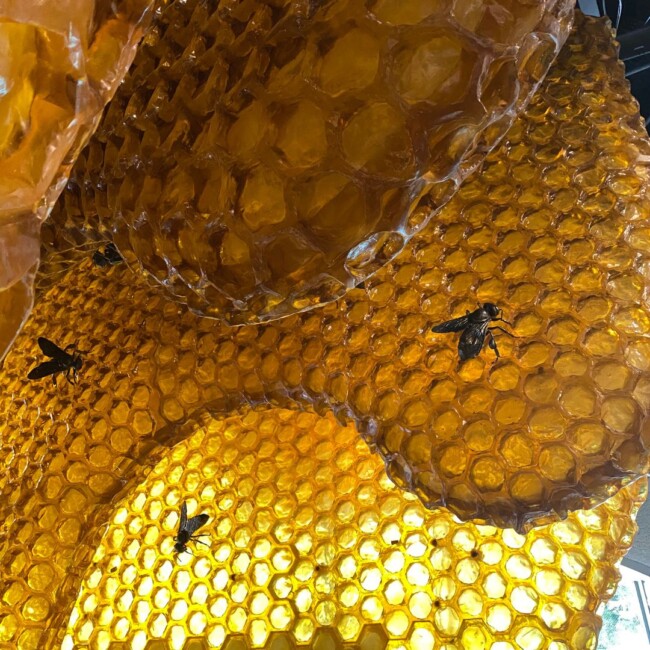 glider center new york city bees insectarium