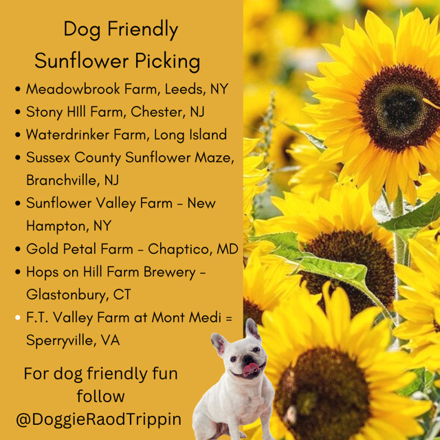 dog friendly sunflower farms