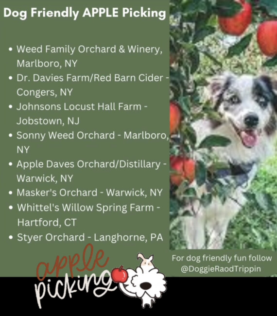 doggie road trippin apple farms dog friendly