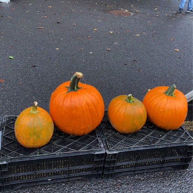 carving pumpkins paulus hook farmers market jersey city