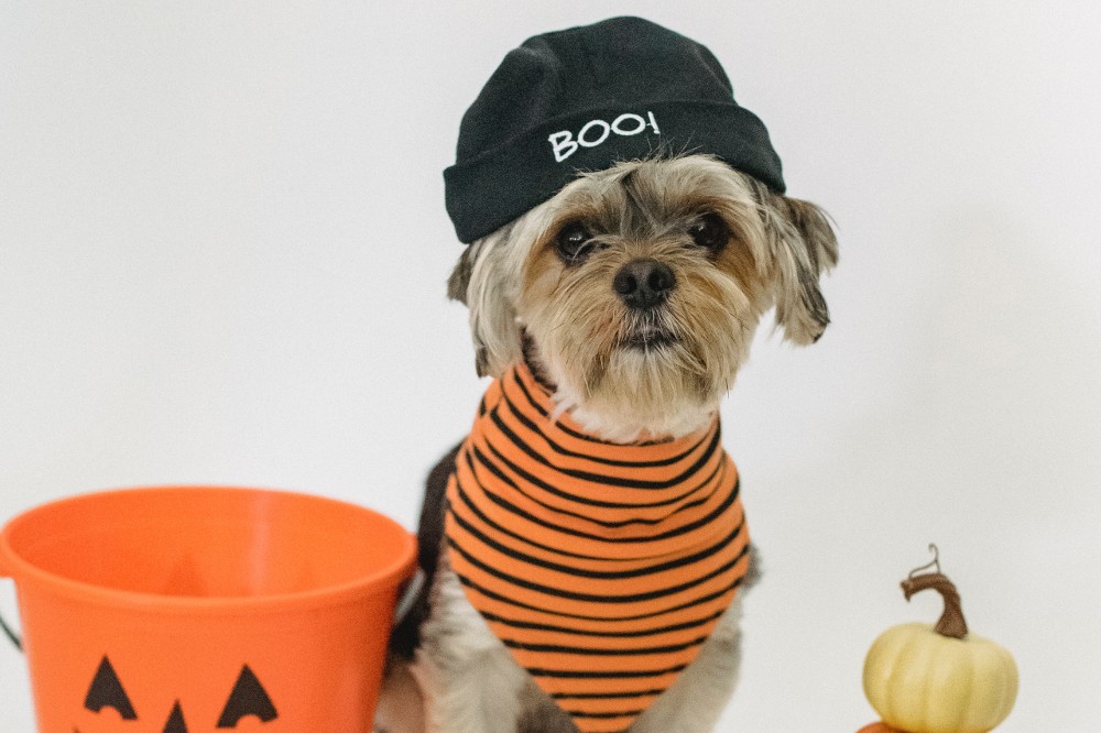 Hoboken + Jersey City Pets to Compete in Halloween Contests This Weekend