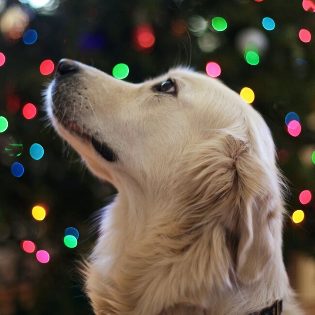 christmas tree farms dog friendly new jersey new york connecticut pennsylvania maryland
