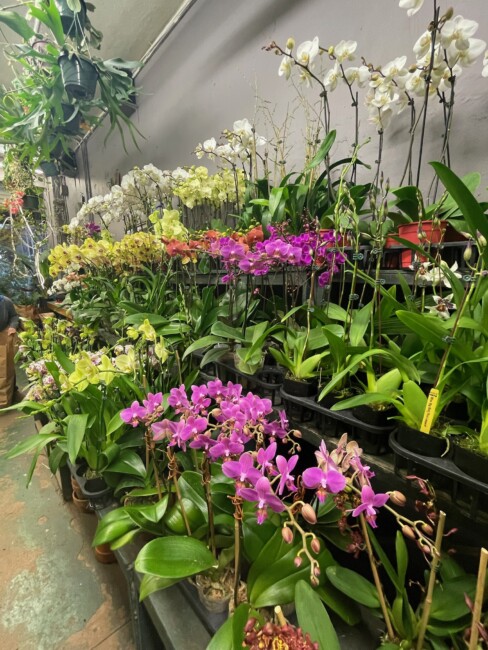 orchids at the new york flower market
