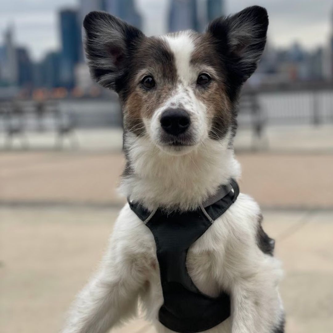 And The Winner of the 2024 Hoboken Girl Puppy Photo Bowl Is… Hoboken Girl
