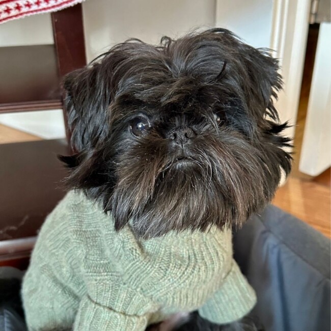 fezzi hg puppy bowl 2024