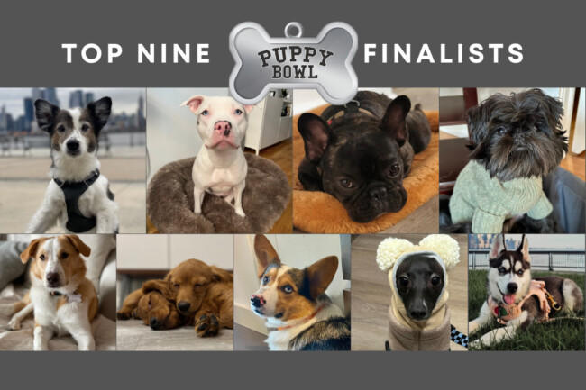 hoboken girl puppy photo bowl 2024 finalists