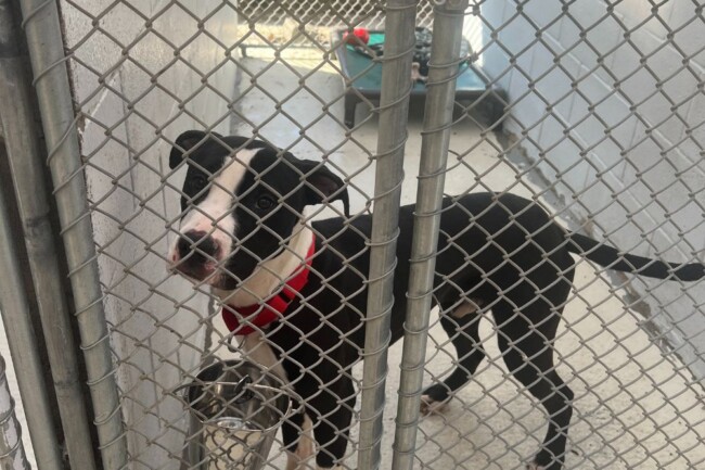 jersey city animal shelter resources
