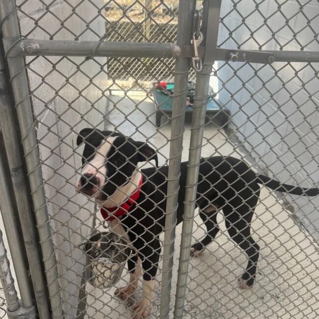 jersey city animal shelter resources dogs