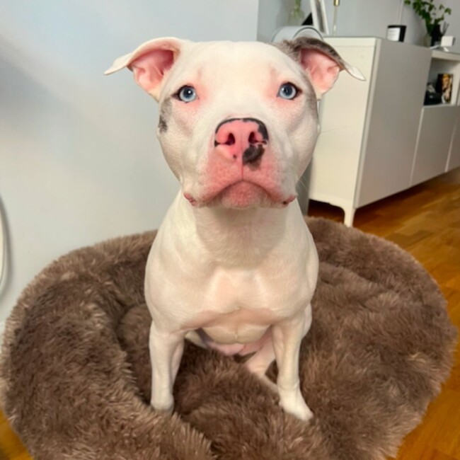 joey hg puppy bowl 2024 