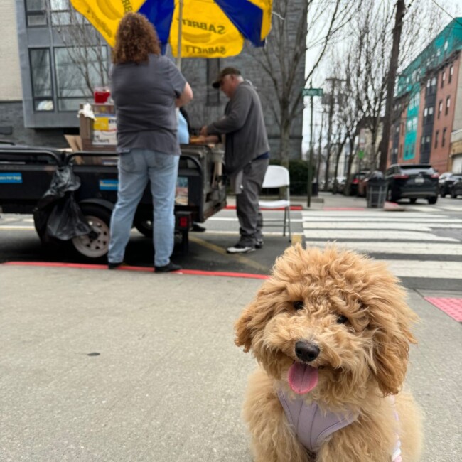 milo hoboken dog viral instagram hot dog stand