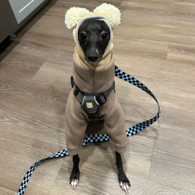 nico hg puppy bowl 2024 