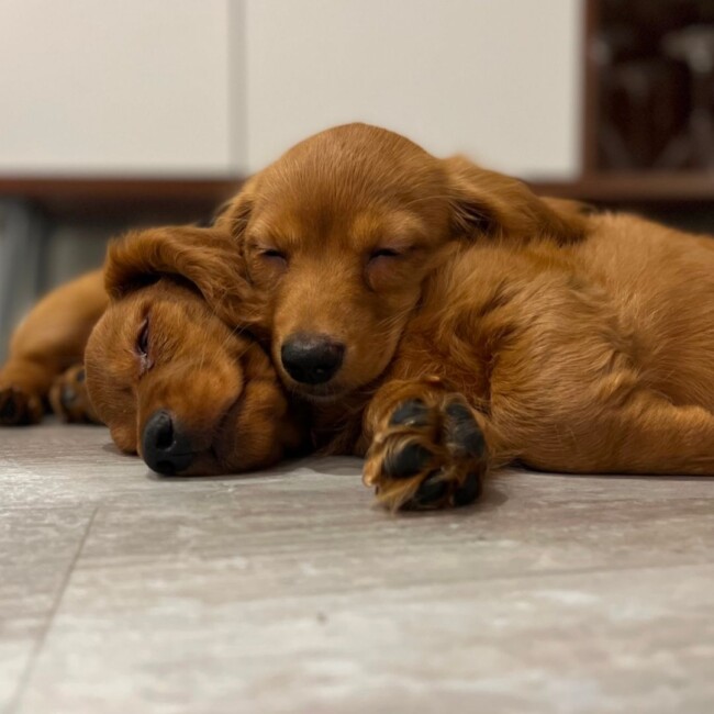 vito valerie hg puppy bowl 2024