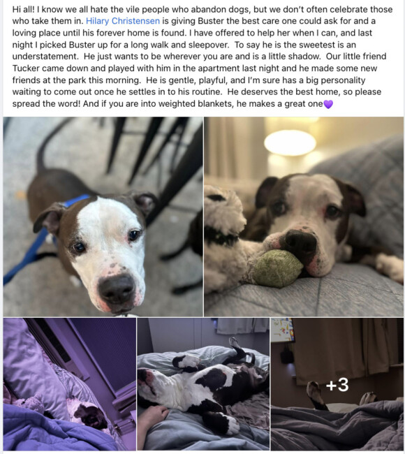 buster the pitbull hoboken