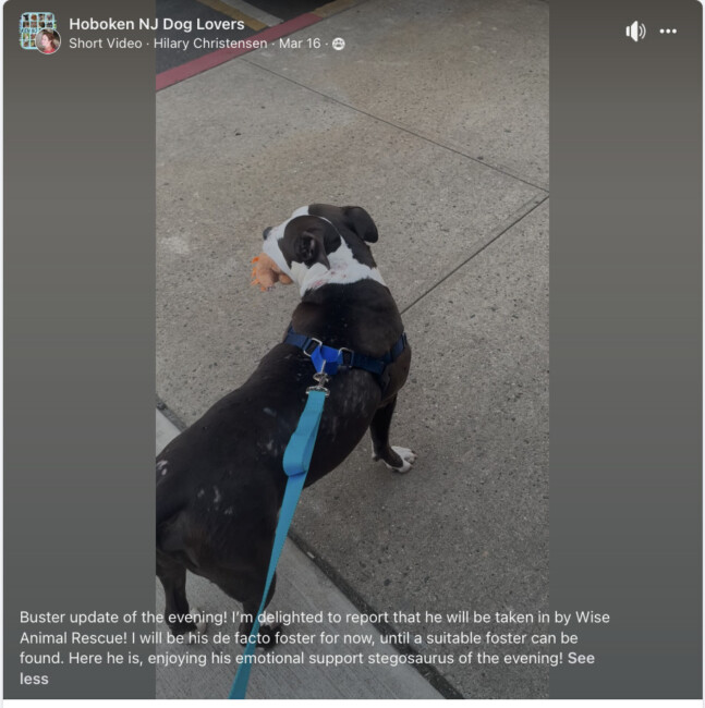 buster the pitbull hoboken
