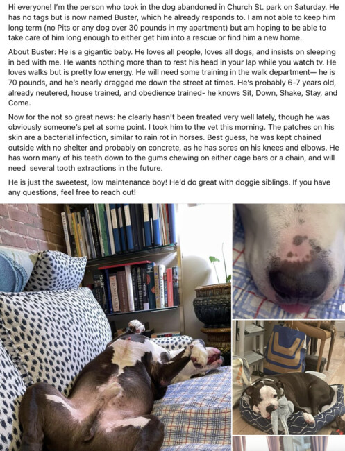 buster the pitbull hoboken