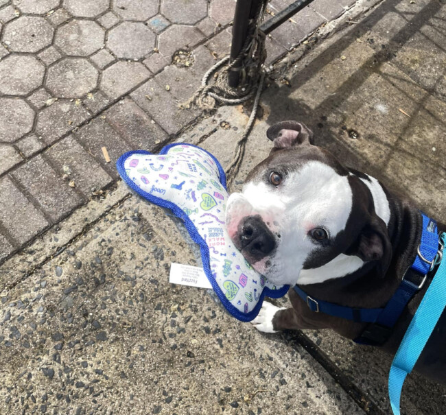buster the pitbull hoboken