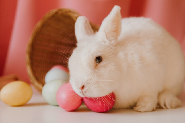 easter bunny north new jersey 2024