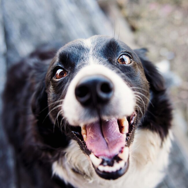 new jersey animal rescues fostering