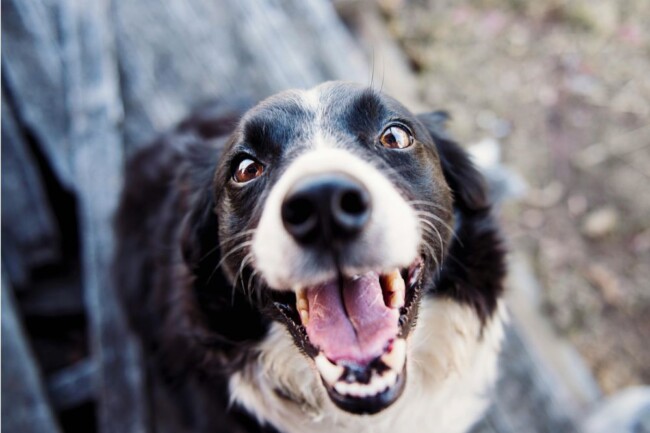 new jersey animal rescues fostering