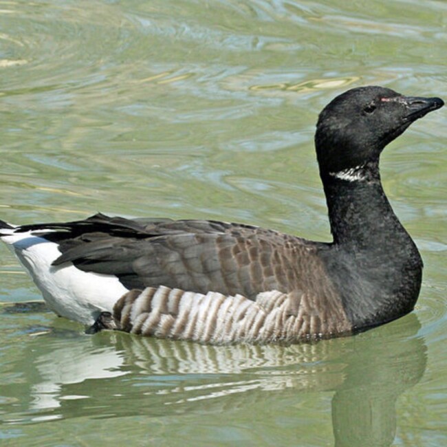 brant goose
