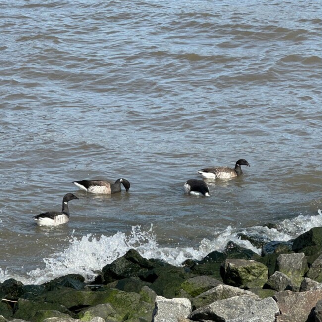 geese history hudson county nj swim