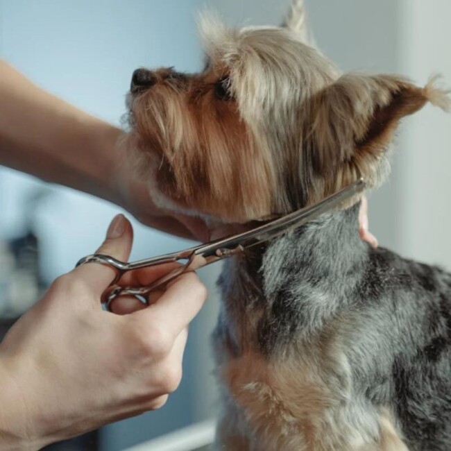 best dog groomer hoboken jersey city