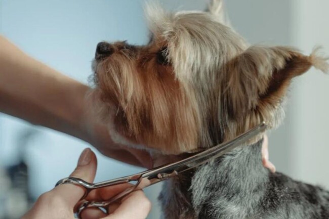 dog grooming HG
