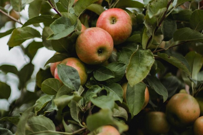 best pumpkin apple picking new jersey