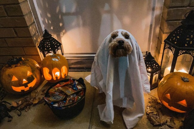 dog costume contests parades nj