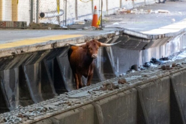 ricardo bull newark penn station