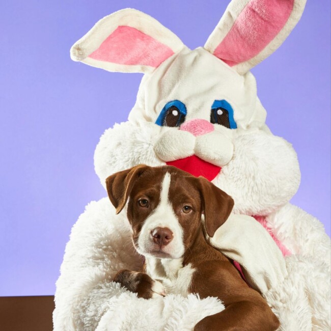 easter bunny hoboken jersey city nj 2025