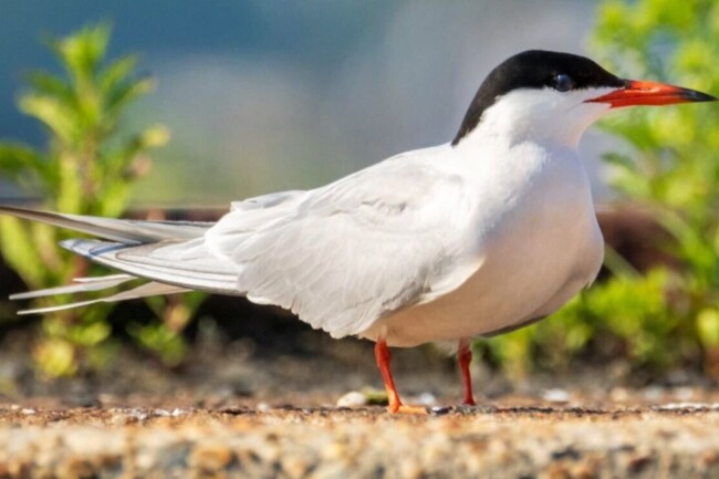 floating island common tern hoboken nj
