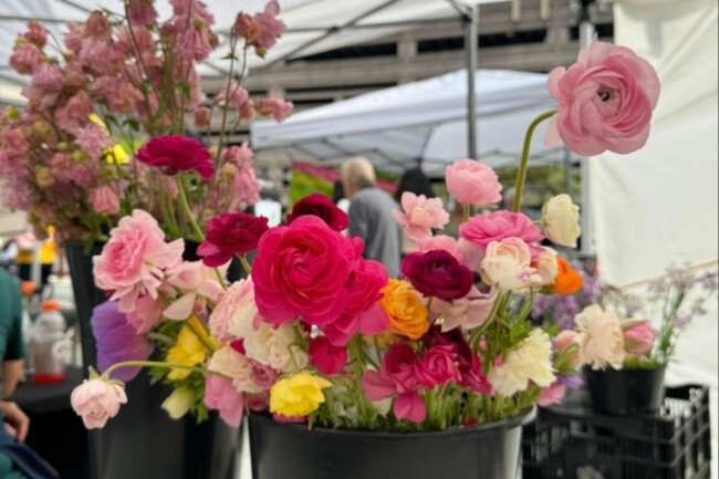 hdsid spring farmers market