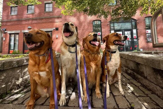 luv k9 jefferson street hoboken