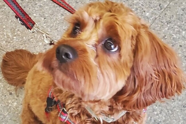 georgie therapy dog hoboken public school nj